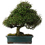 Trachelospermum asiaticum, 38 cm, ± 40 ans, dans un pot japonais fait main par Reiho