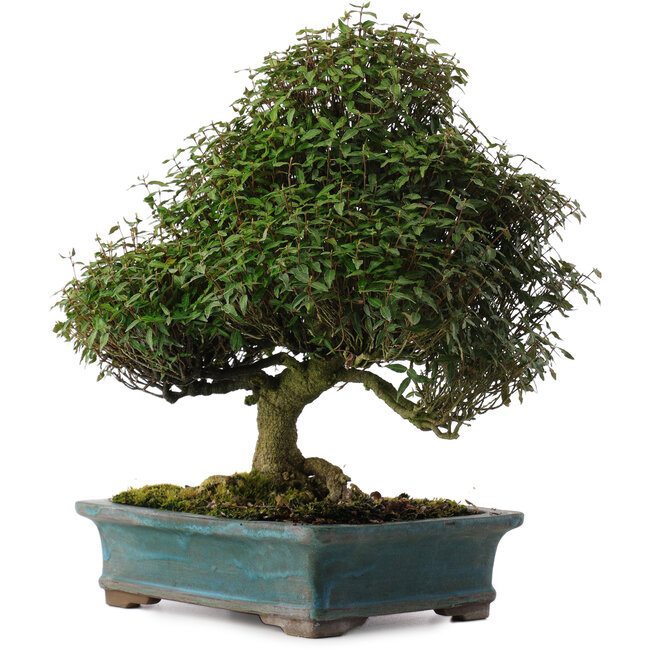 Trachelospermum asiaticum, 38 cm, ± 40 Jahre alt, in einem handgefertigten japanischen Topf von Reiho