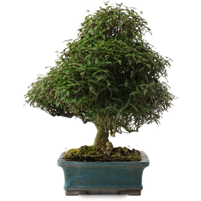 Trachelospermum asiaticum, 38 cm, ± 40 ans, dans un pot japonais fait main par Reiho