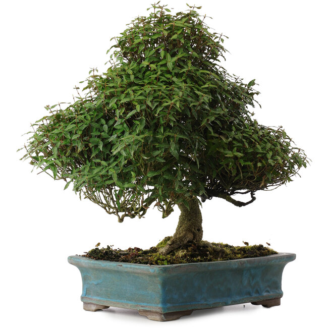 Trachelospermum asiaticum, 38 cm, ± 40 ans, dans un pot japonais fait main par Reiho