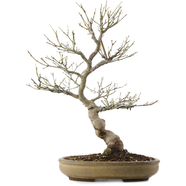 Acer palmatum, 50,5 cm, ± 20 años, en maceta japonesa hecha a mano por Taizan