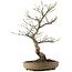 Acer palmatum, 50,5 cm, ± 20 años, en maceta japonesa hecha a mano por Taizan