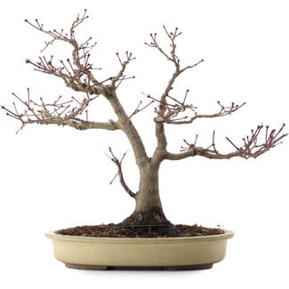 Acer palmatum, 37,5 cm, ± 20 años