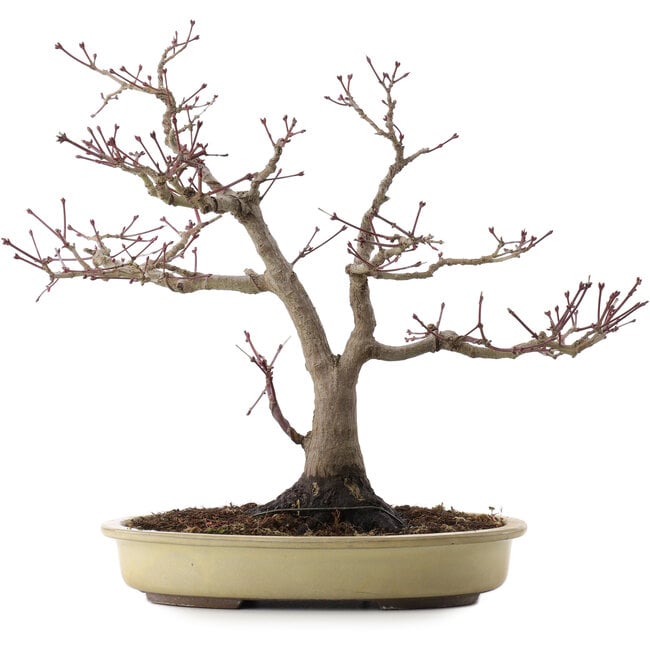 Acer palmatum, 37,5 cm, ± 20 años