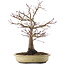 Acer palmatum, 37,5 cm, ± 20 años