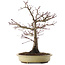 Acer palmatum, 37,5 cm, ± 20 años