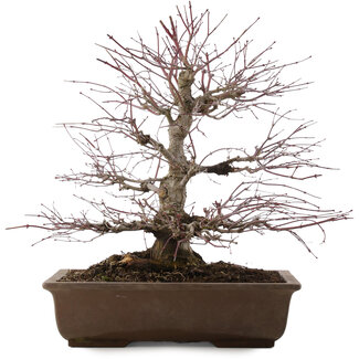 Acer palmatum, 41,5 cm, ± 20 anni