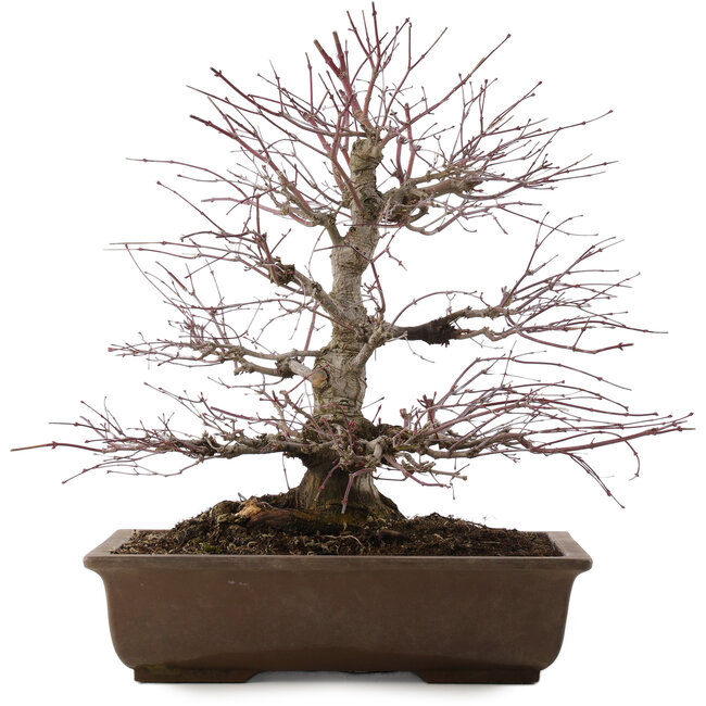 Acer palmatum, 41,5 cm, ± 20 anni