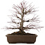 Acer palmatum, 41,5 cm, ± 20 anni