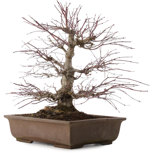 Acer palmatum, 41,5 cm, ± 20 ans