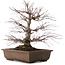 Acer palmatum, 41,5 cm, ± 20 jaar oud