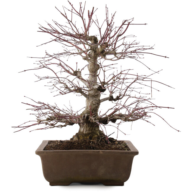 Acer palmatum, 41,5 cm, ± 20 años