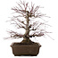 Acer palmatum, 41,5 cm, ± 20 ans