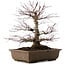 Acer palmatum, 41,5 cm, ± 20 años