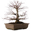 Acer palmatum, 41,5 cm, ± 20 ans
