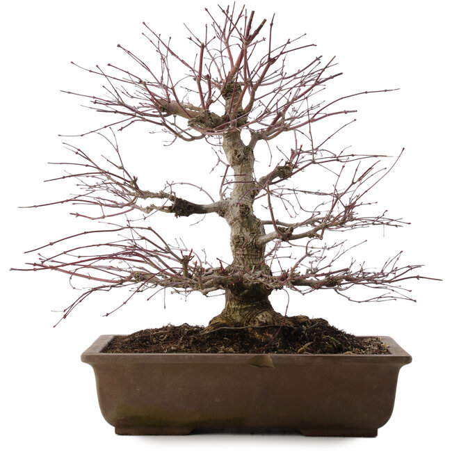 Acer palmatum, 41,5 cm, ± 20 ans