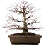 Acer palmatum, 41,5 cm, ± 20 años