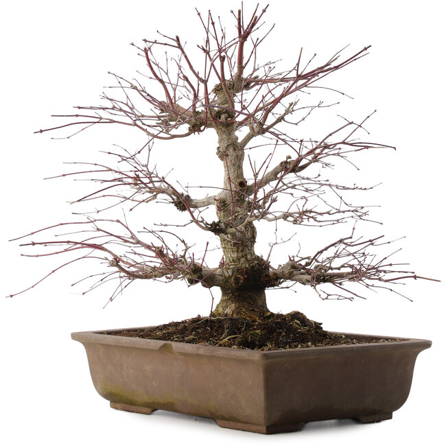 Acer palmatum, 41,5 cm, ± 20 years old
