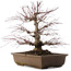 Acer palmatum, 41,5 cm, ± 20 años