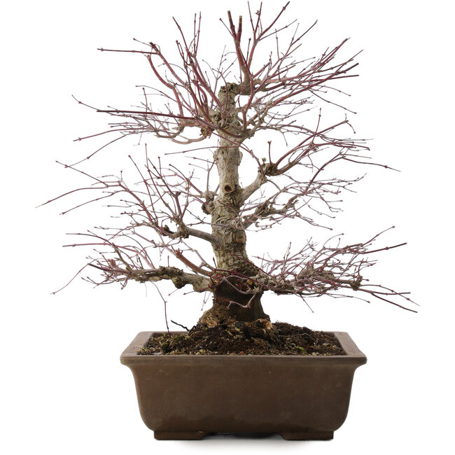 Acer palmatum, 41,5 cm, ± 20 years old