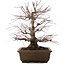 Acer palmatum, 41,5 cm, ± 20 anni