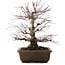 Acer palmatum, 41,5 cm, ± 20 años