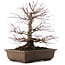 Acer palmatum, 41,5 cm, ± 20 años