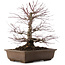 Acer palmatum, 41,5 cm, ± 20 ans