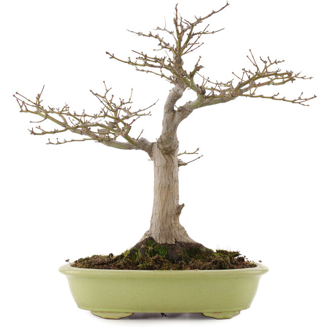 Acer palmatum, 44 cm, ± 20 ans