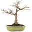Acer palmatum, 44 cm, ± 20 years old