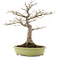 Acer palmatum, 44 cm, ± 20 Jahre alt