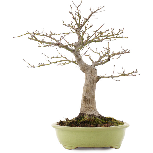 Acer palmatum, 44 cm, ± 20 anni