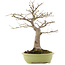 Acer palmatum, 44 cm, ± 20 years old