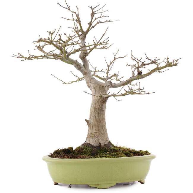 Acer palmatum, 44 cm, ± 20 Jahre alt