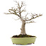 Acer palmatum, 44 cm, ± 20 years old