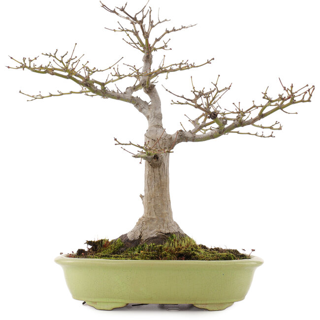 Acer palmatum, 44 cm, ± 20 jaar oud