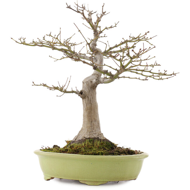 Acer palmatum, 44 cm, ± 20 years old