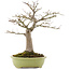 Acer palmatum, 44 cm, ± 20 Jahre alt