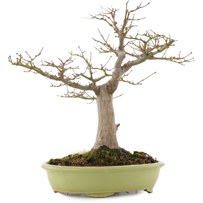 Acer palmatum, 44 cm, ± 20 anni