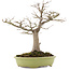 Acer palmatum, 44 cm, ± 20 years old
