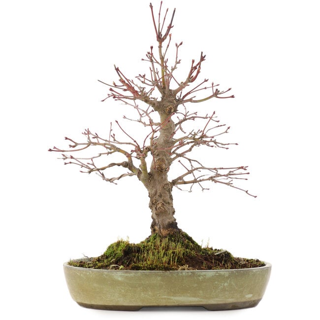 Acer palmatum, 30,5 cm, ± 20 años