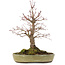 Acer palmatum, 30,5 cm, ± 20 años