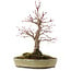 Acer palmatum, 30,5 cm, ± 20 años