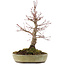 Acer palmatum, 30,5 cm, ± 20 años