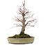 Acer palmatum, 30,5 cm, ± 20 años