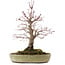 Acer palmatum, 30,5 cm, ± 20 años