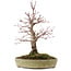 Acer palmatum, 30,5 cm, ± 20 años