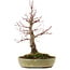 Acer palmatum, 30,5 cm, ± 20 años