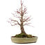 Acer palmatum, 30,5 cm, ± 20 años