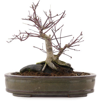 Acer palmatum Deshojo, 24 cm, ± 10 años